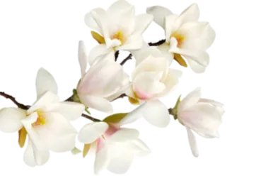 Flor decorativa en sección de testimonios